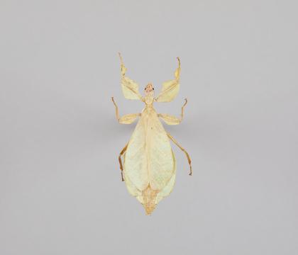 Phyllium celebicum