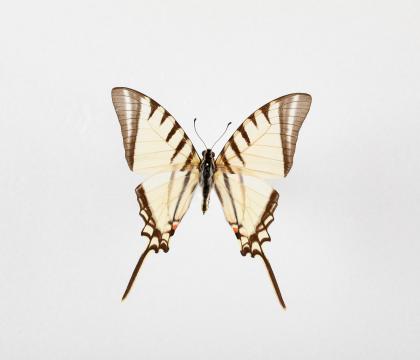Eurytides agesilaus