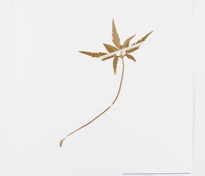 회리바람꽃