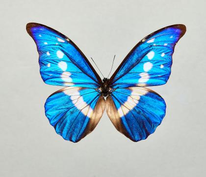 Morpho helena