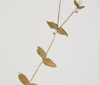 쇠별꽃