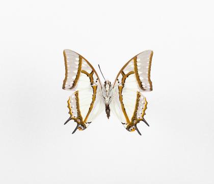 Polyura eudamippus