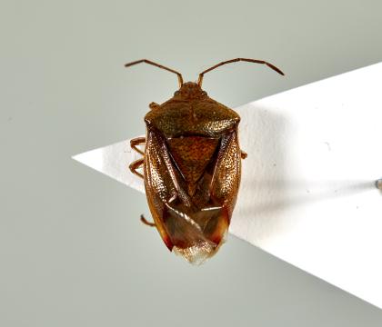 긴가위뿔노린재