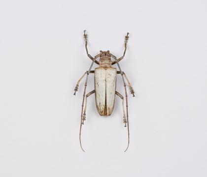 Rosenbergia lactiflua