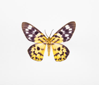 Dysphania militaris