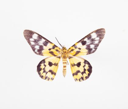 Dysphania militaris