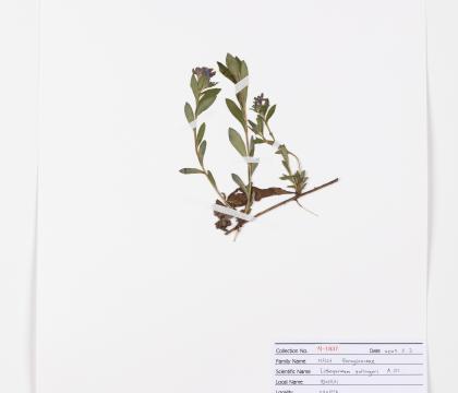반디지치