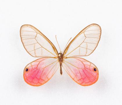 Cithaerias meronia