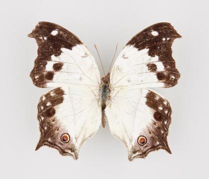 Salamis anacardii