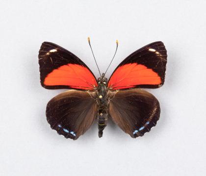 Callicore cyllene