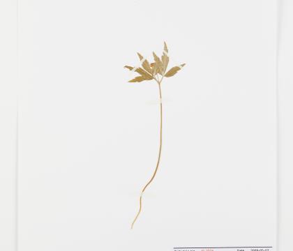 회리바람꽃