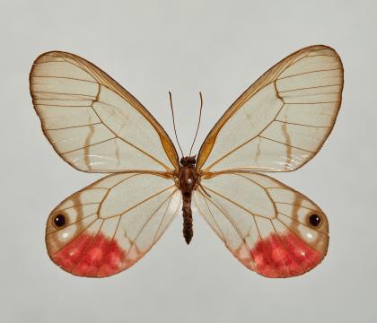 Cithaerias aurorina
