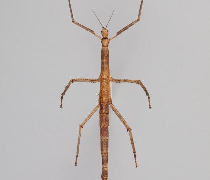 Tirachoidea westwoodi