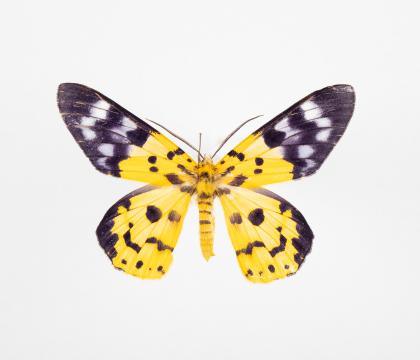 Dysphania militaris
