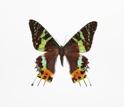 Chrysiridia(Urania) rhipheus