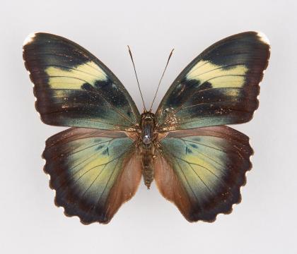 Euphaedra caerulescens