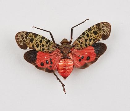 Penthicodes bimaculata