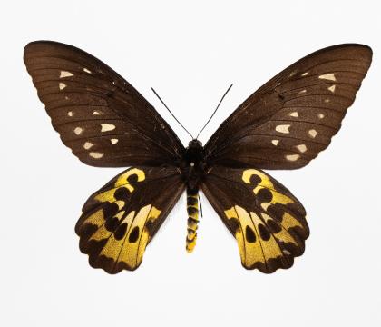 Ornithoptera rothschildi
