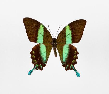 Papilio blumei