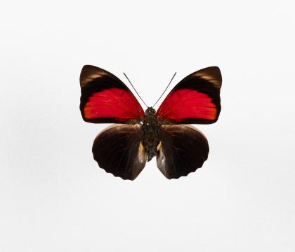 Agrias claudina lugens