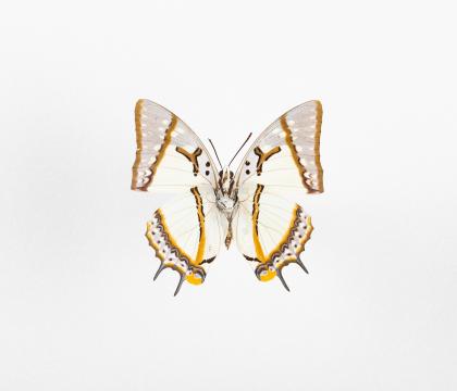 Polyura eudamippus