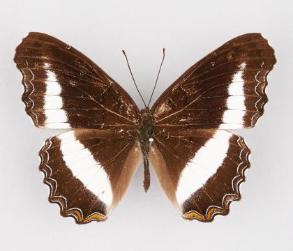 Erythema(Eurythela) hiarbas hiarbas