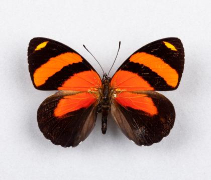 Callicore cynosura