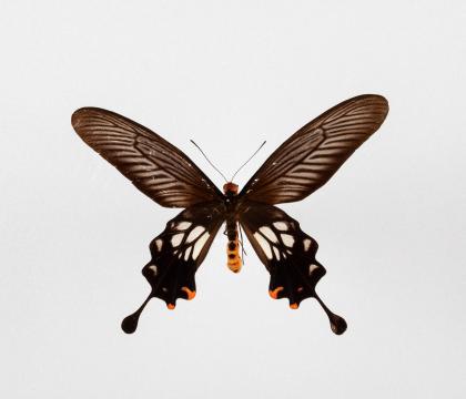 Atrophaneura coon