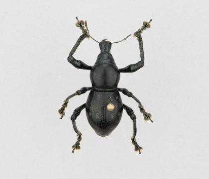 Pachyrrhynchus sp.