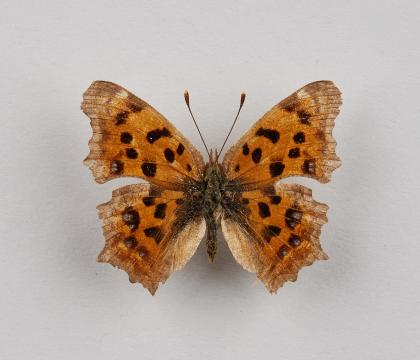 산네발나비