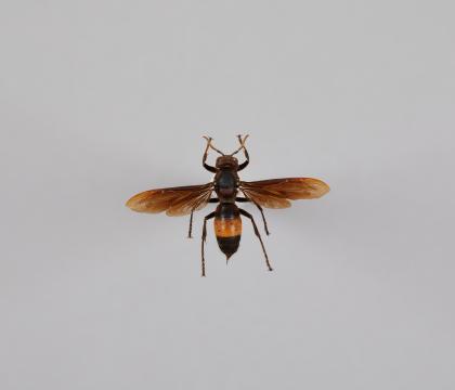 Vespa tropica