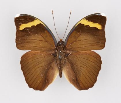 Euphaedra harpalyce spatiosa