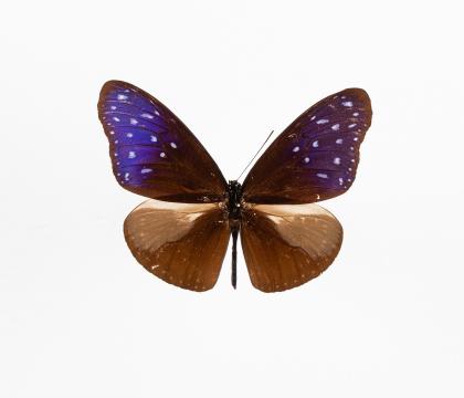 Euphoea mulciber