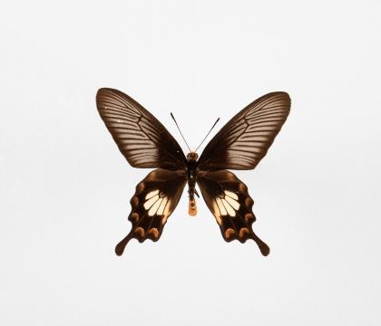 Pachliopta aristolochiae