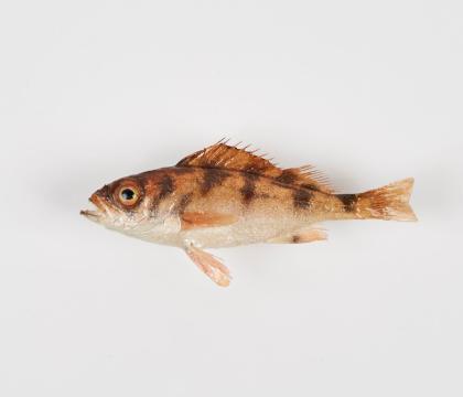 불볼락
