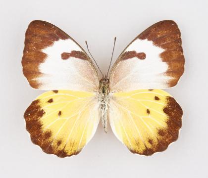 Belenois calypso dentigera