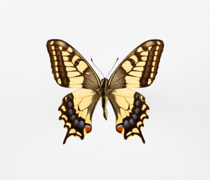Papilio machaon