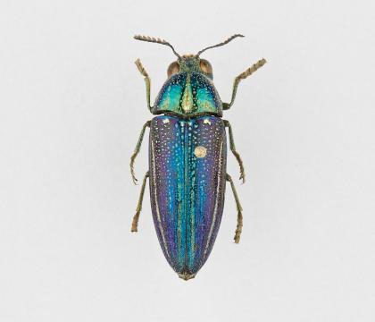 Amblysterna natalensis