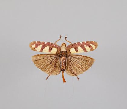 Sanaa regalis