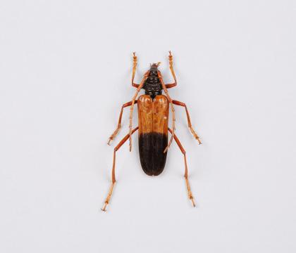 Ceramycidae sp.