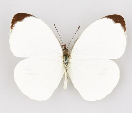 Nepheronia pharis