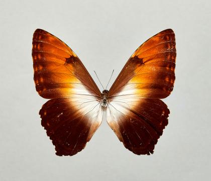 Morpho hecuba obidona