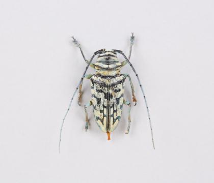 Sternotomis bohemani bohemani