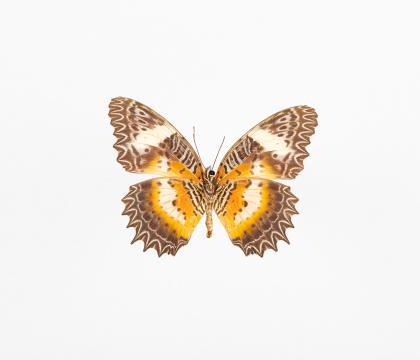Cethosia hypsea