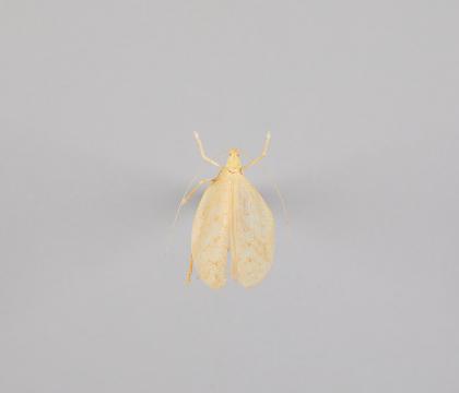 Orthoptera sp. 8