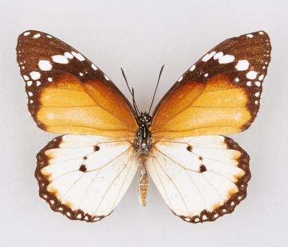 Danaus chrysippus aegyptius