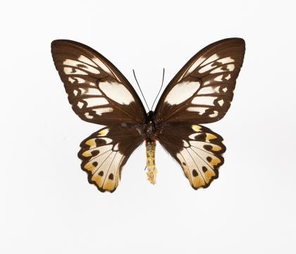Ornithoptera priamus teucrus