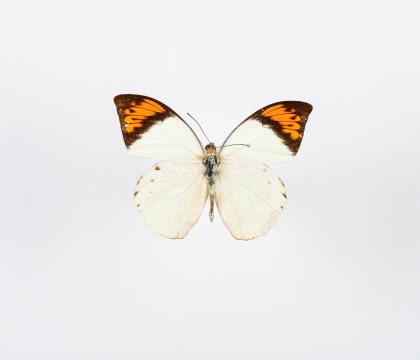Hebomoia glaucippe