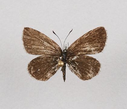 꼬마부전나비