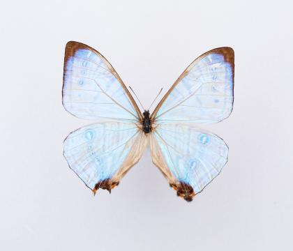 Morpho sulkowskii